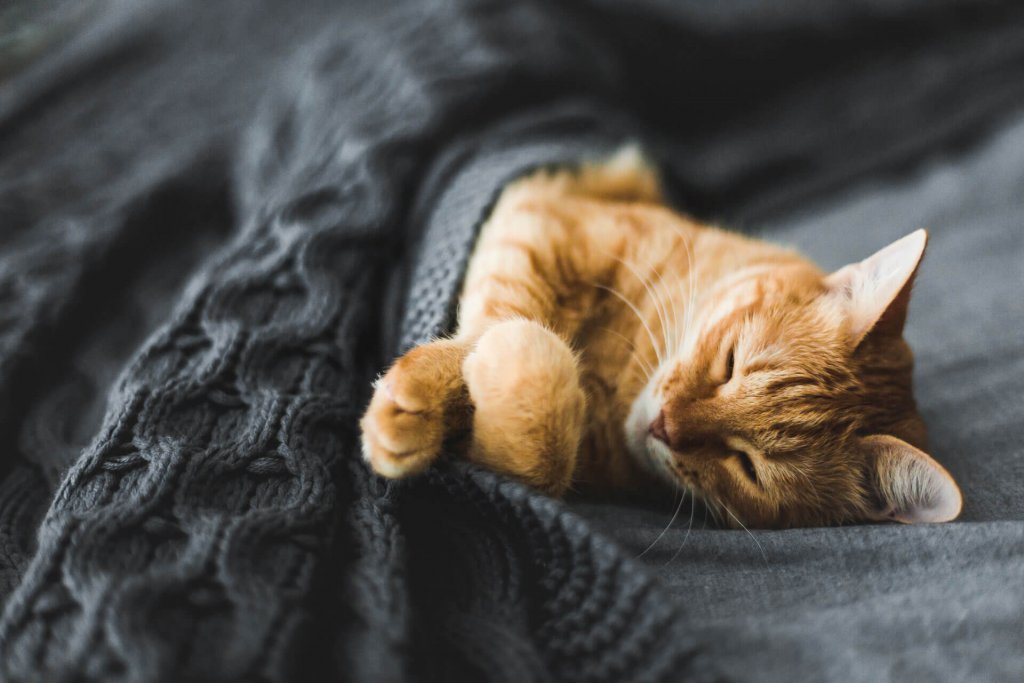 en oransje katt gjemmer seg i sengen under et grått teppe, og sover som et menneske