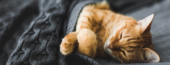 oranje kat ligt verstopt in bed onder een grijs dekentje en slaapt als een mens