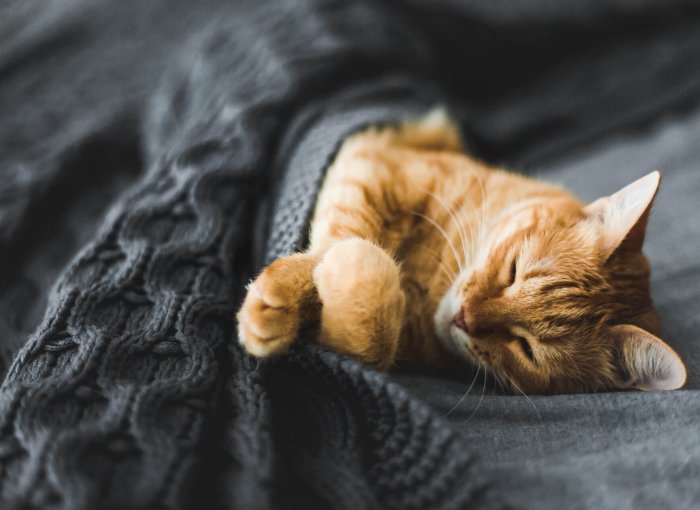 orange cat hiding in bed under grey covers, sleeping like a human