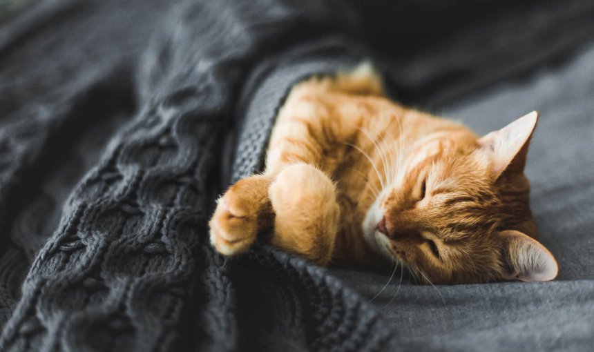 oranje kat ligt verstopt in bed onder een grijs dekentje en slaapt als een mens