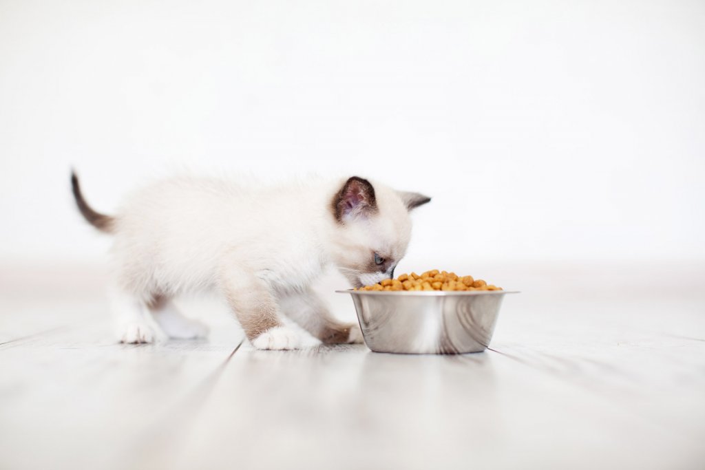 Cucciolo di gatto bianco con zampe orecchie e coda marrone mangia da una ciotola di metallo