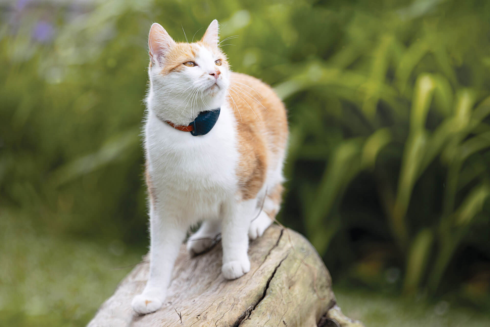 White and orange cat sitting outside on a log wearing Tractive GPS cat tracker and cat collar