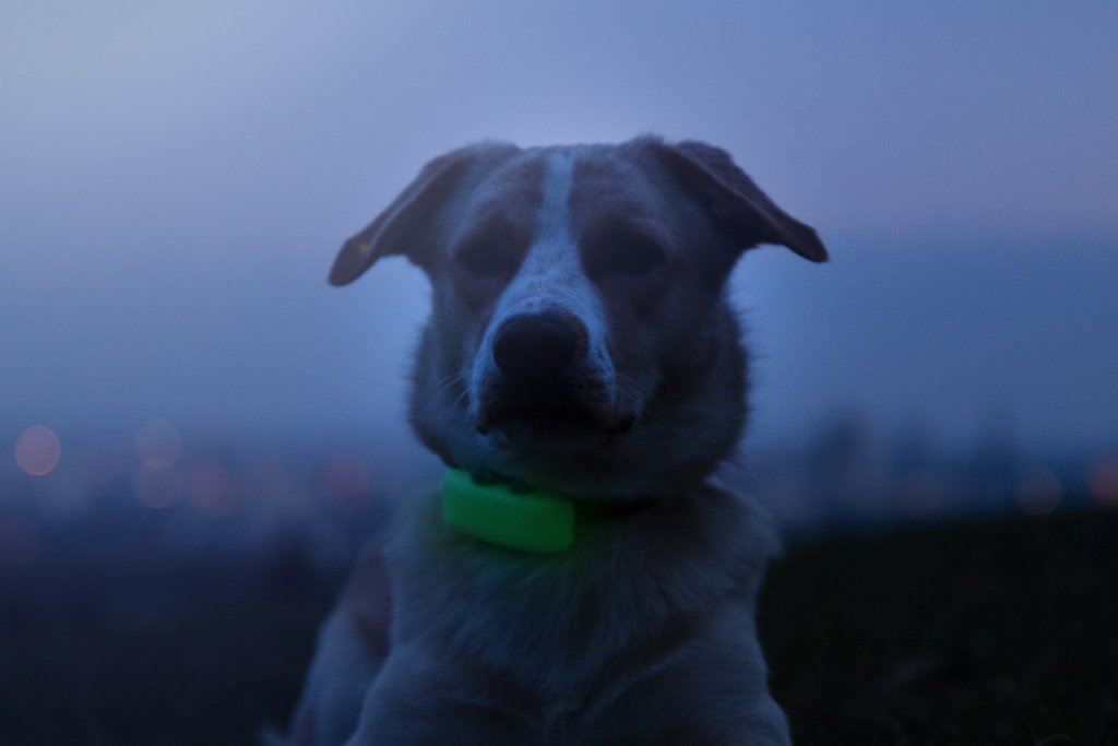 close up of a dog's face at night wearing glow in the dark gps tracker from Tractive low visibility 