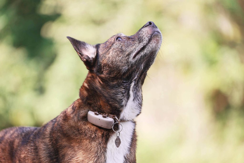 bruine hond met gps-tracker aan de halsband buiten
