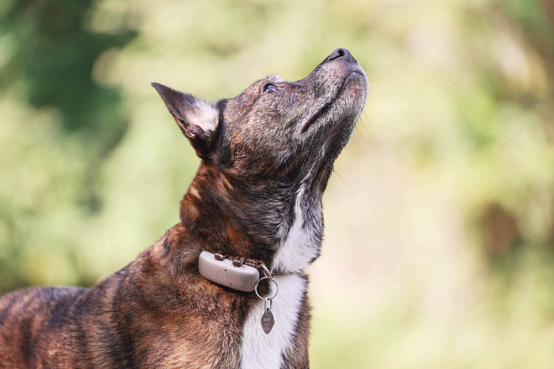 brun hund med gps-tracker i halsbåndet, udendørs