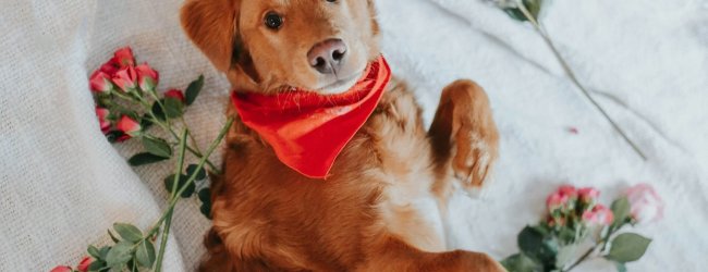 dog laying on bed wearing red bandana and surrounded by flowers