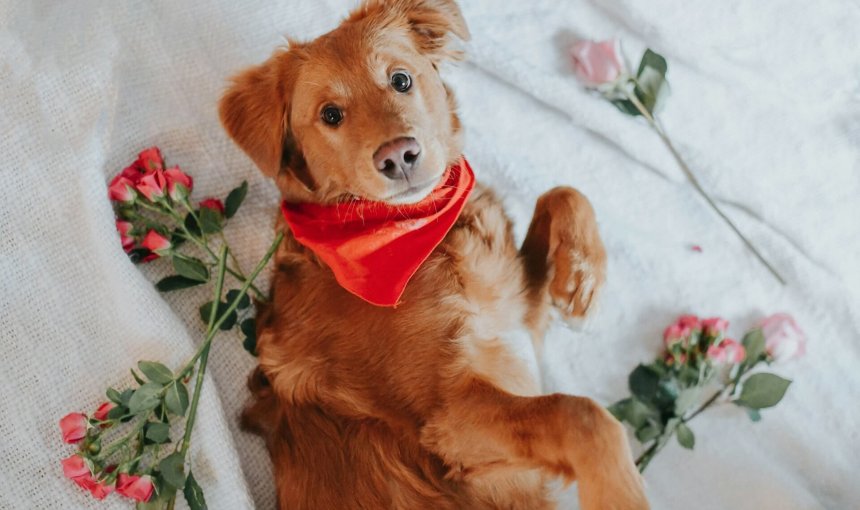 dog laying on bed wearing red bandana and surrounded by flowers