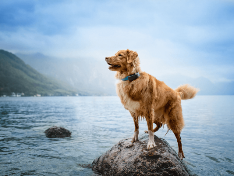 dog wearing waterproof gps tracker standing on a rock in a lake