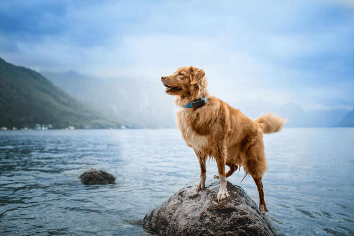 The Best Small Waterproof GPS Tracker For Dogs And Cats