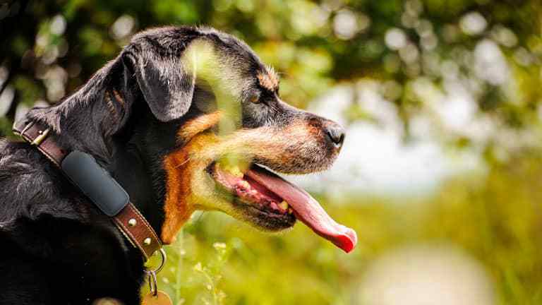 retrato lateral de cerca de un perro marrón y negro con la lengua fuera y un localizador GPS negro en el collar