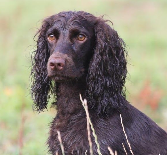 Spaniel marrón oscuro sentado en el exterior