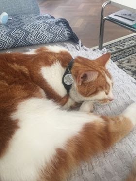 Oscar, eine rot-weiße Katze eingerollt auf einer Couch