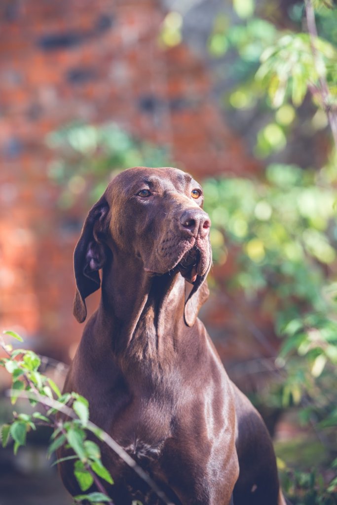 Portrett av en stor brun hund ute foran grønt buskas