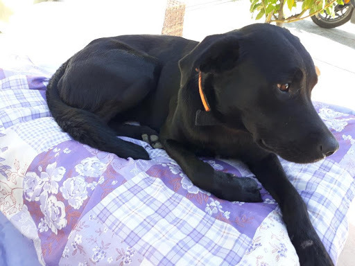 Black lab dog laying on a purple blanket