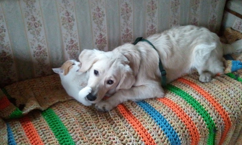 witte hond en kat die samen op de bank liggen