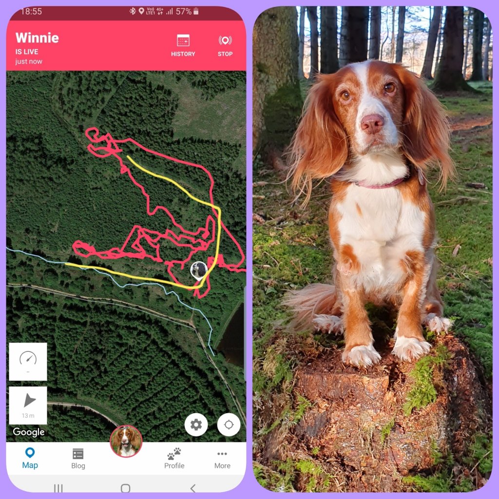 En hund sitter på en trestubbe og et skjermbilde fra Tractive GPS-appen