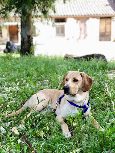 Dog wearing a blue harness laying in the grass
