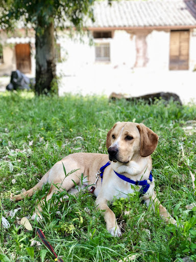 Hond met blauw tuigje die in het gras ligt