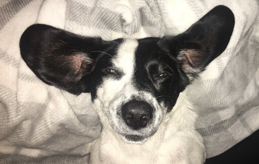 Nærbilde av ansiktet til en søt, svart og hvit Beagle-hund som ligger på ryggen i sengen