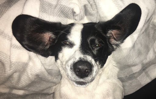 Cute black and white Beagle dog laying on bed looking up close up