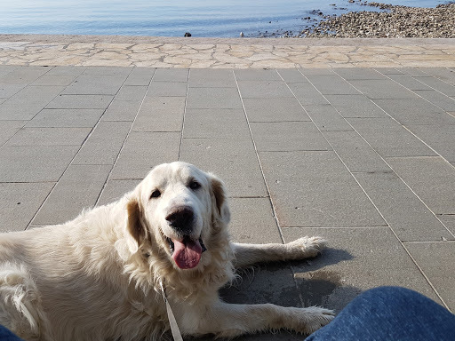 Hvit golden retrieverhund som ligger ute på fortauet nede ved stranden