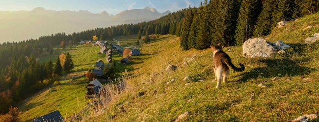 An outdoor cat wandering a sunny mountainside overlooking a village