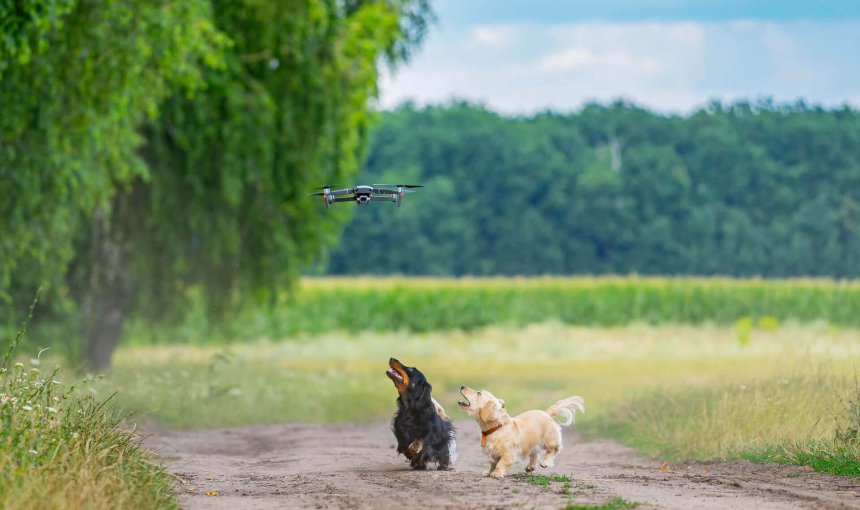 un chien noir et un chien blanc aboyant contre un drone volant sur un sentier dans un champ
