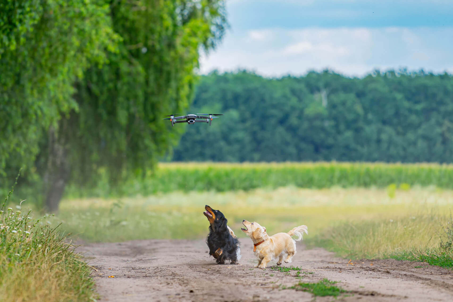 un chien noir et un chien blanc aboyant contre un drone volant sur un sentier dans un champ