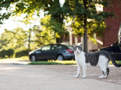cat standing on a road outside with car parked in the background