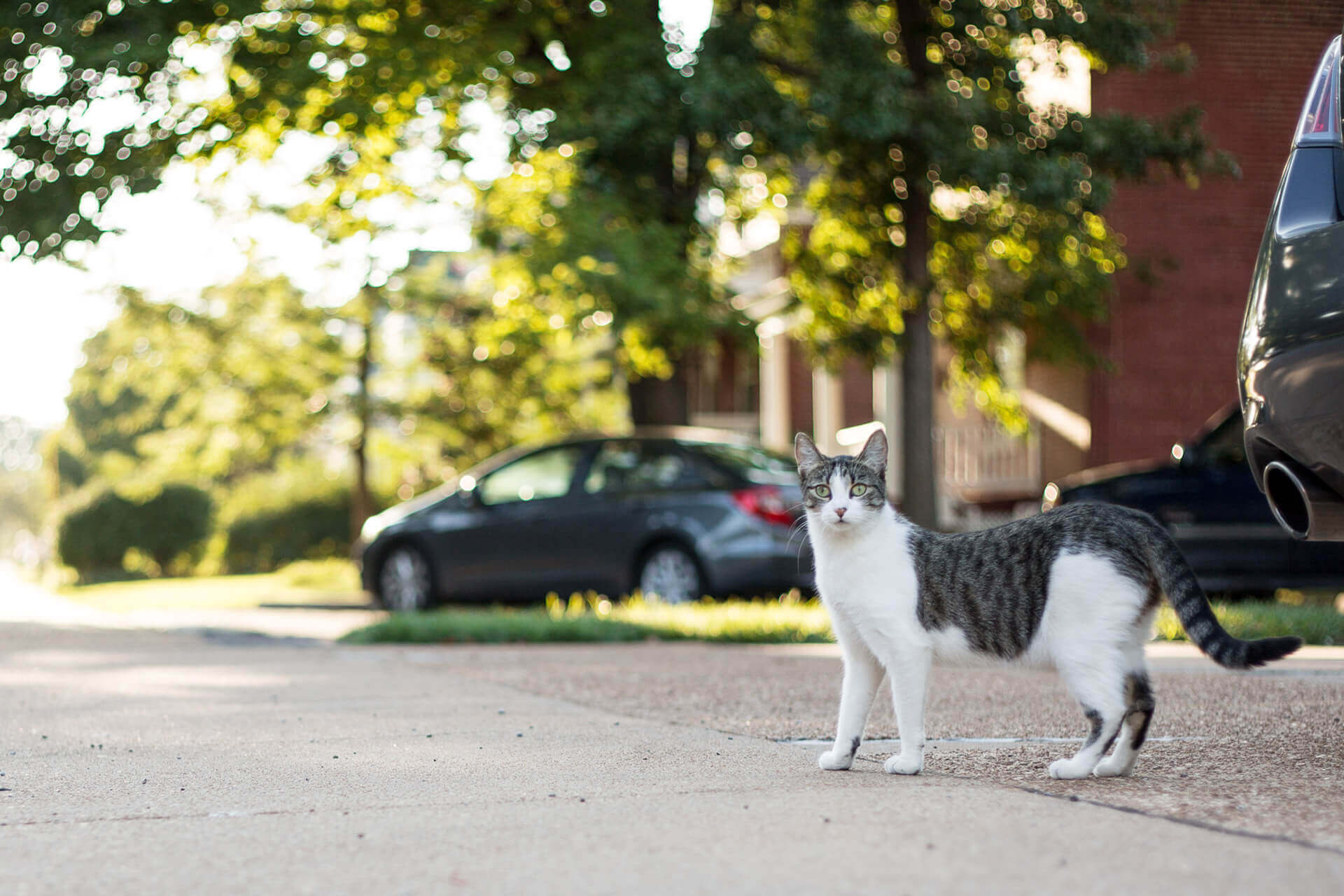cat standing on a road outside with car parked in the background
