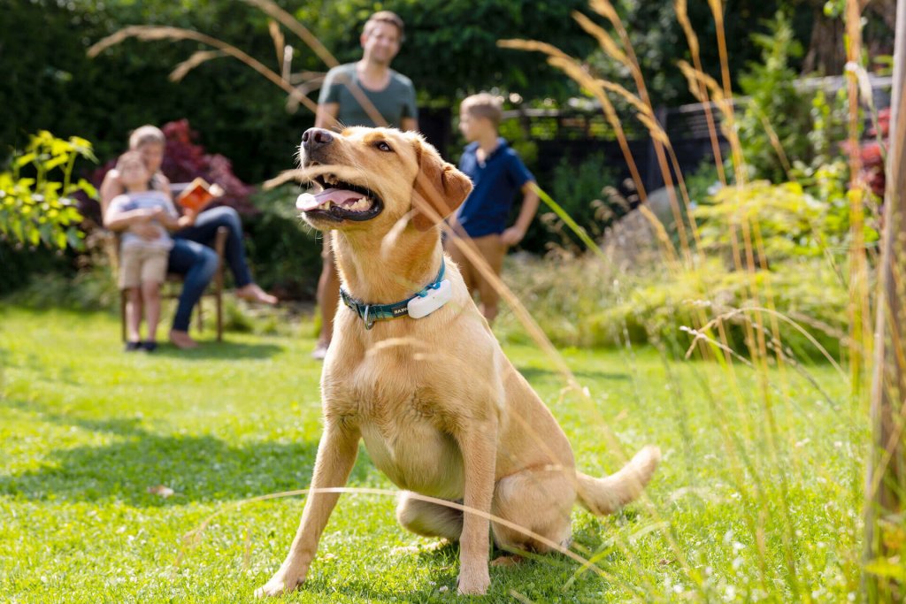 en brun hund som sitter ute i gresset iført gps-tracker på halsbåndet med en familie i bakgrunnen