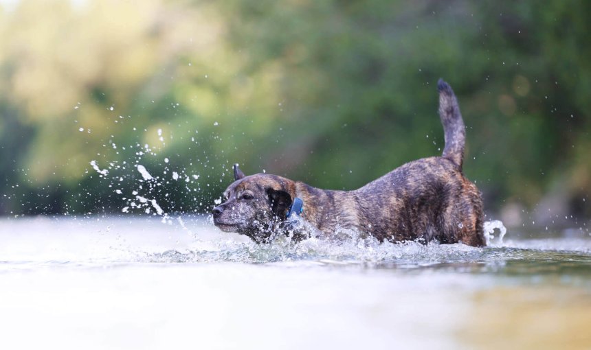 Braunschwarzer Hund springt mit GPS Tracker ins Wasser