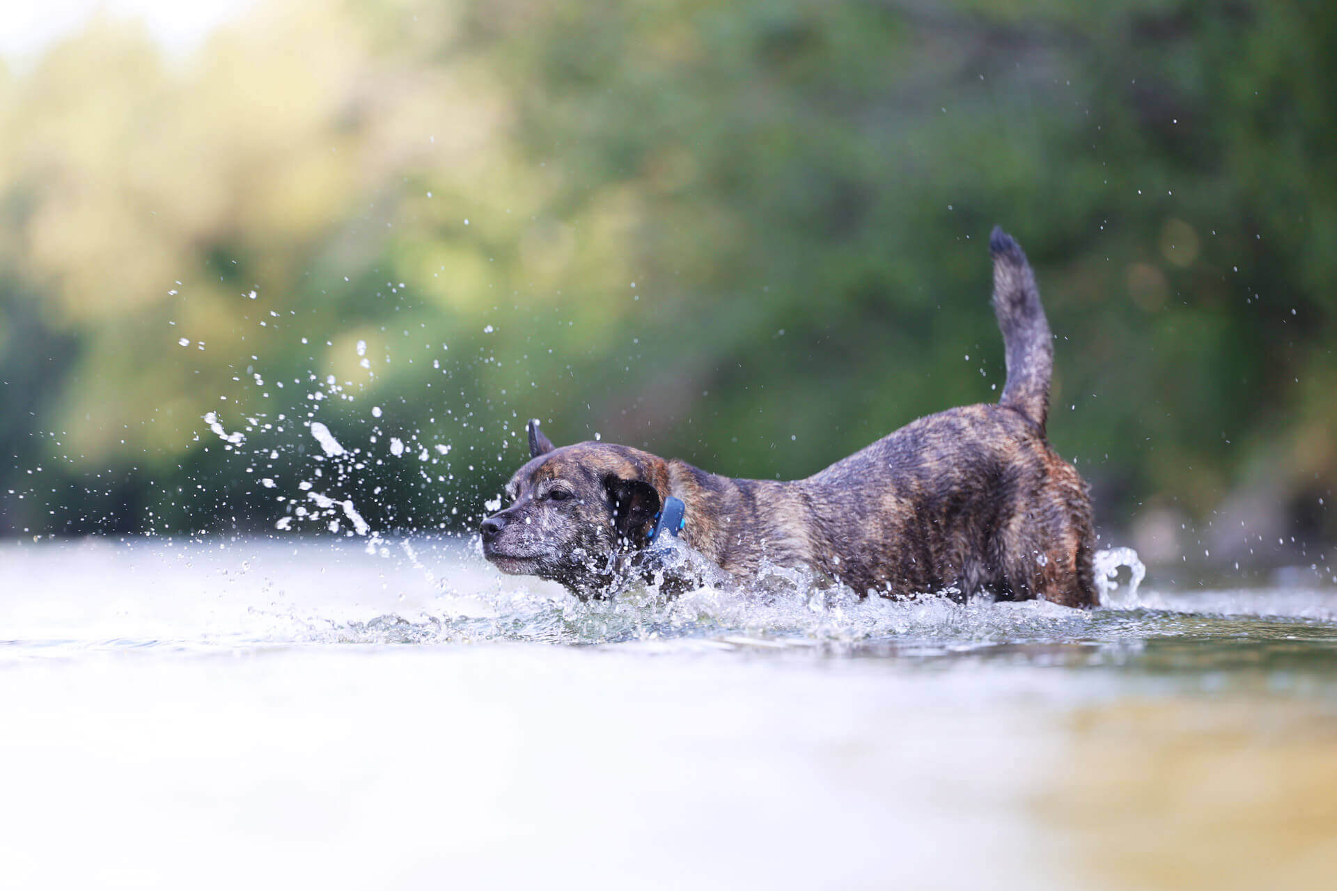 Braunschwarzer Hund springt mit GPS Tracker ins Wasser