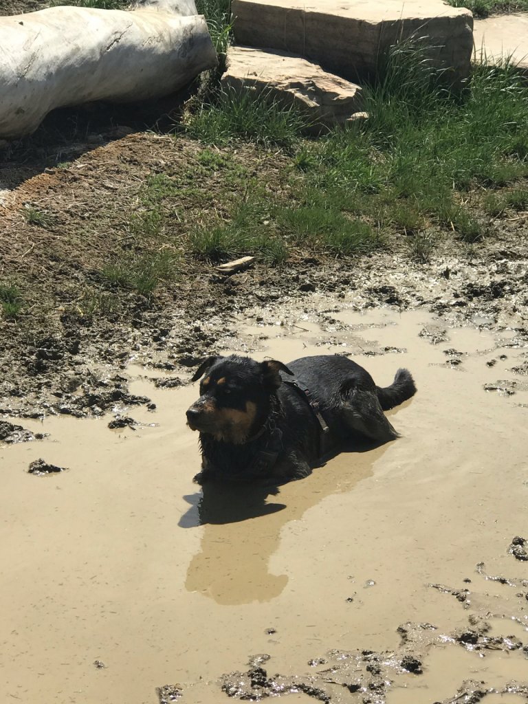 black dog relaxing in a mud pond outside