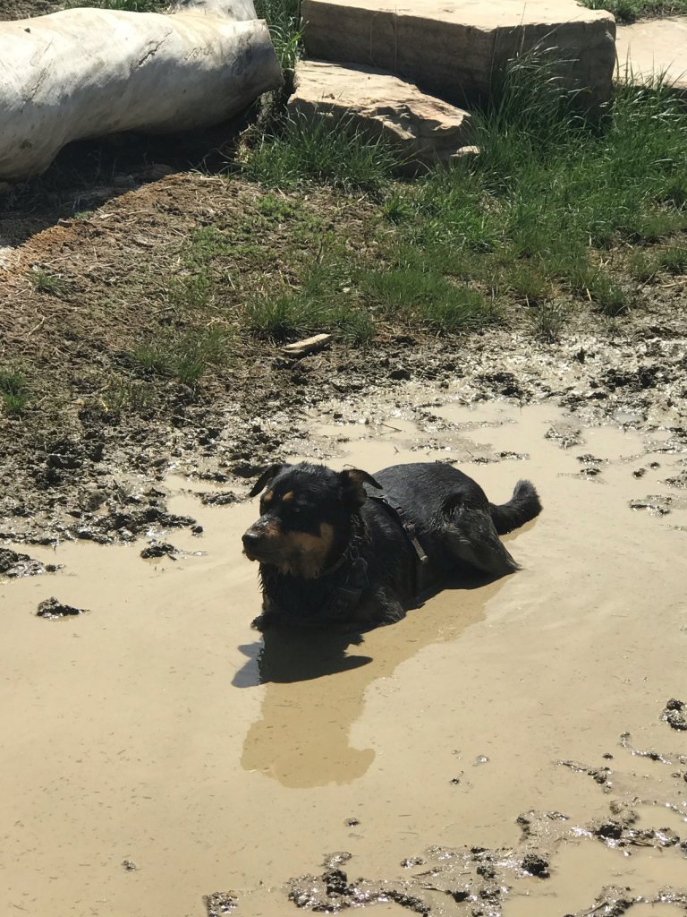 perro negro relajado en un charco de barro al aire libre