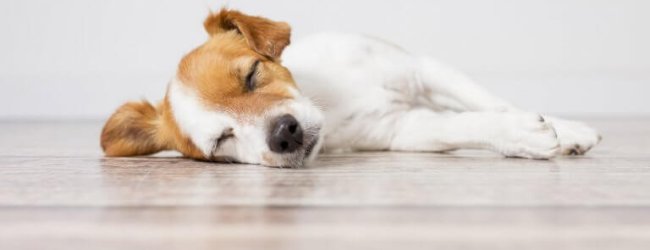 Braun-weißer Hund liegt träge und müde auf dem Boden