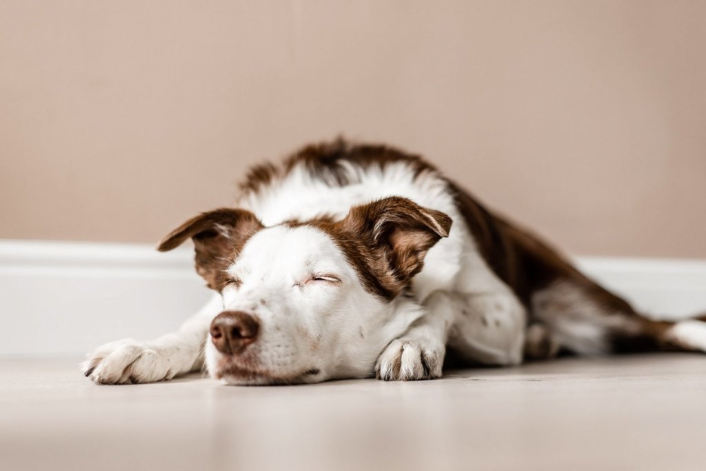 Weiß-brauner Hund liegt mit geschlossenen Augen träge am Boden