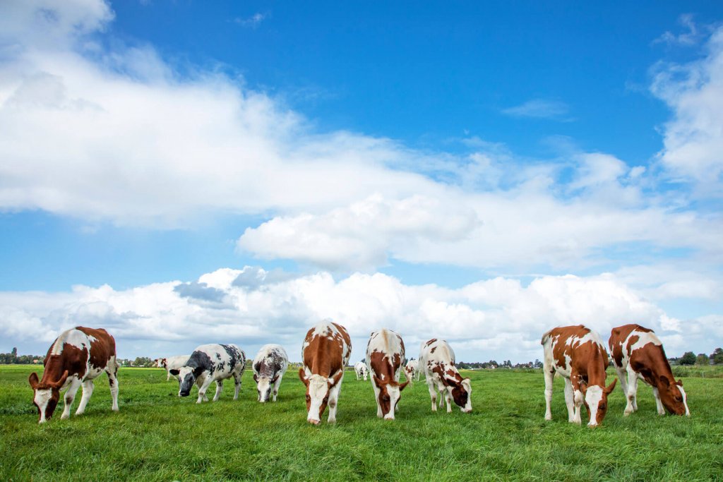 cows grazing in a green field with blue skies and clouds