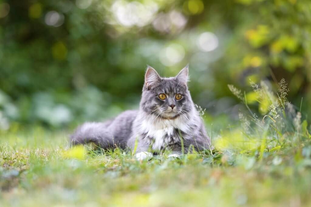 gatto grigio e bianco seduto sull'erba