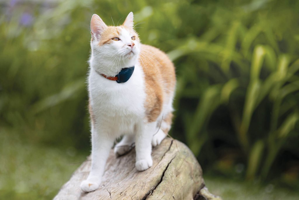 Rot-weiße Katze mit Tractive GPS Tracker auf Baumstamm im Wald