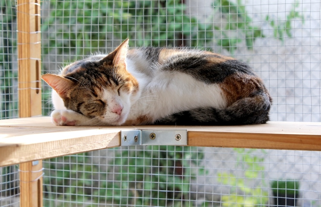 Katze schläft auf einem Holzbrett im Katzengehege