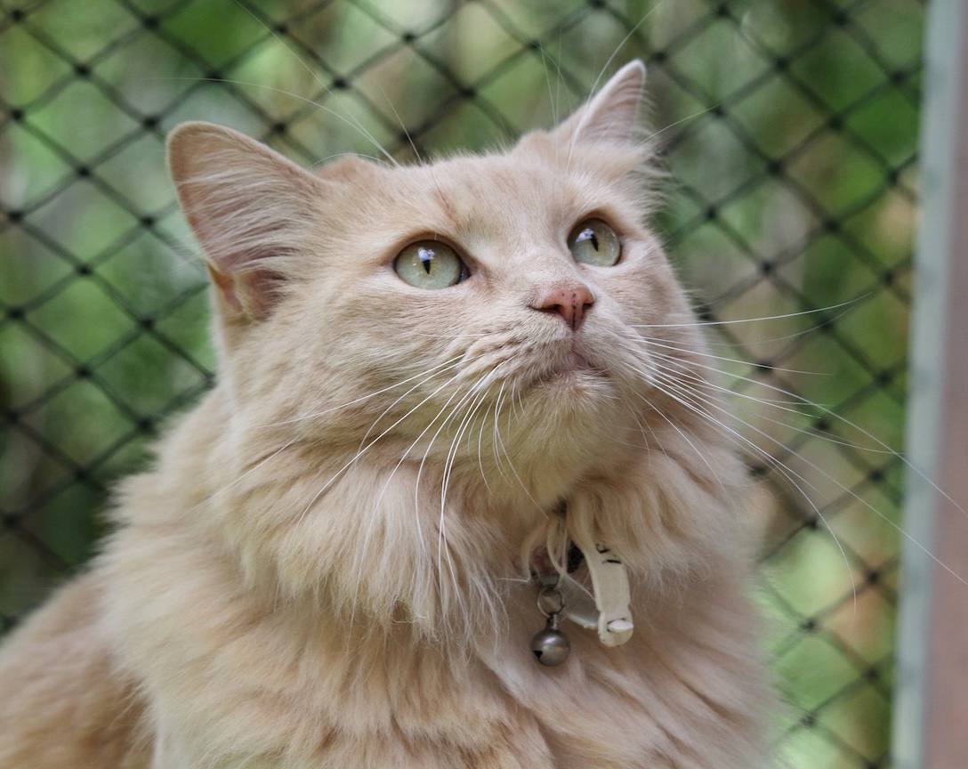 Helle Langhaarkatze im Outdoor-Gehege