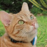 A cat wearing a Tractive GPS tracker in a garden