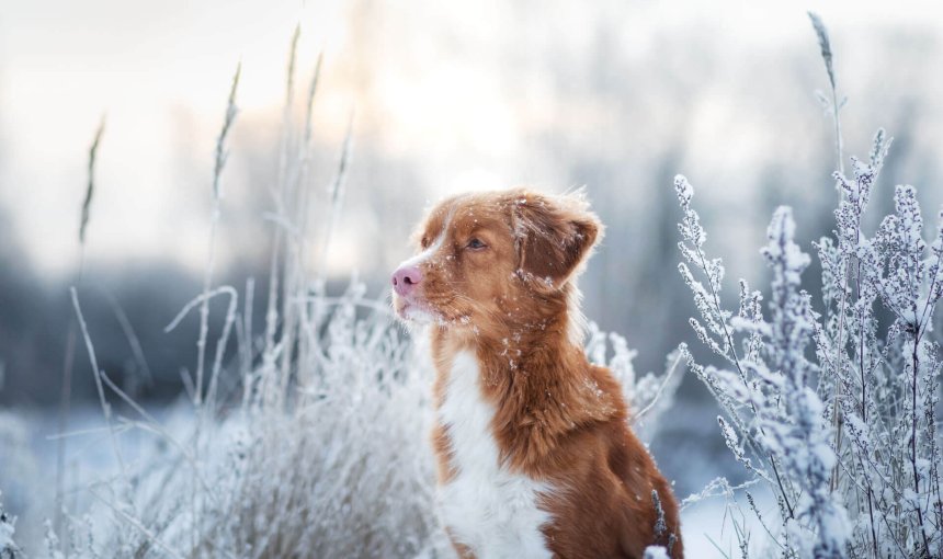 chien marron à l'extérieur dans la neige