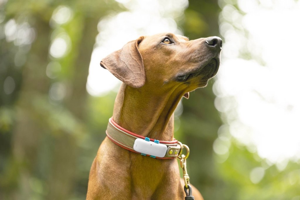 Brun hund med hund-GPS på hundhalsbandet