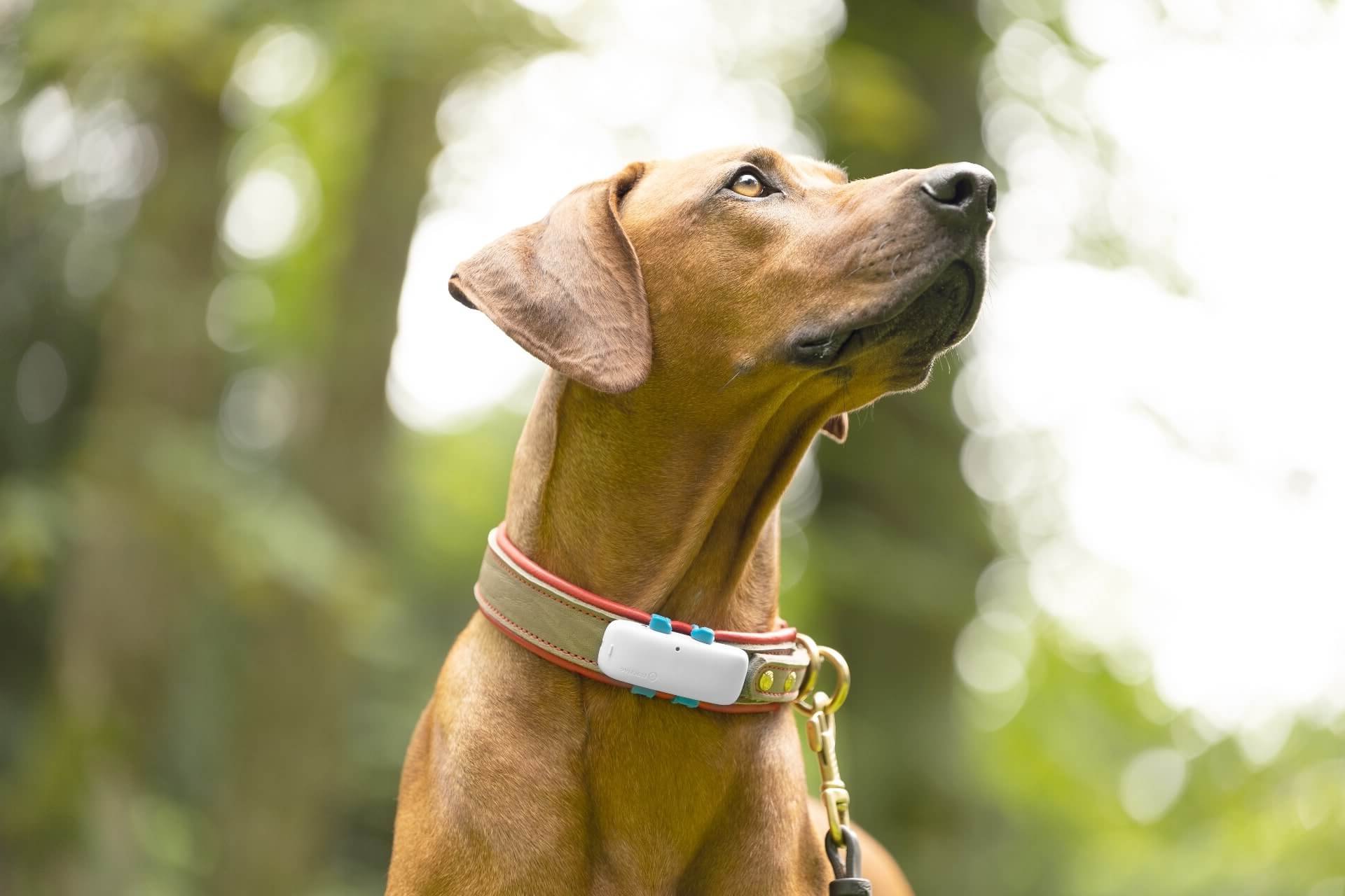 brun hund iført gps-tracker på halsbåndet