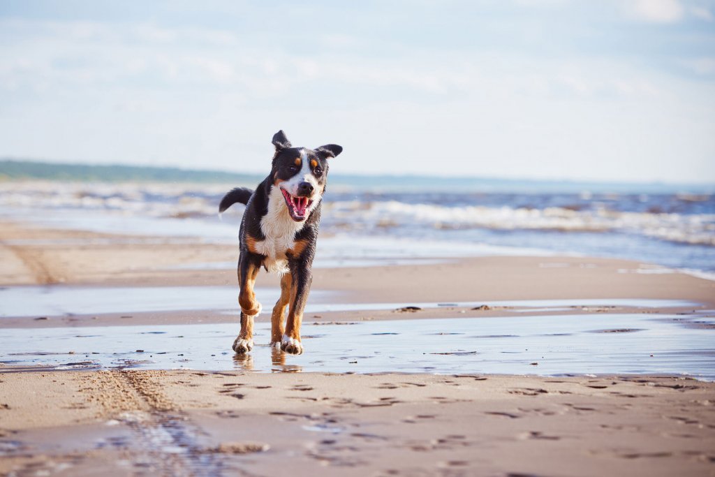 Schwarz-weiß-brauner Hund läuft am Strand entlang mit Meer im Hintergrund