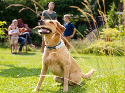 Hellbrauner Hund mit Tractive GPS Tracker am Halsband sitzt hechelnd im Garten mit Familie