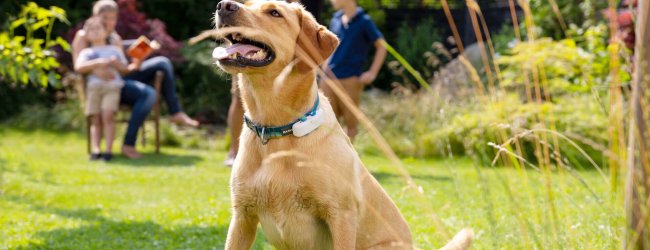 Hellbrauner Hund mit Tractive GPS Tracker am Halsband sitzt hechelnd im Garten mit Familie