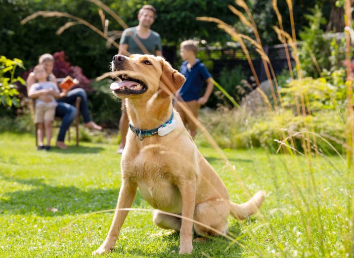 Hellbrauner Hund mit Tractive GPS Tracker am Halsband sitzt hechelnd im Garten mit Familie